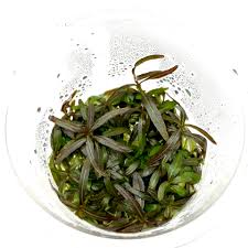 Image result for Hygrophila cataractae