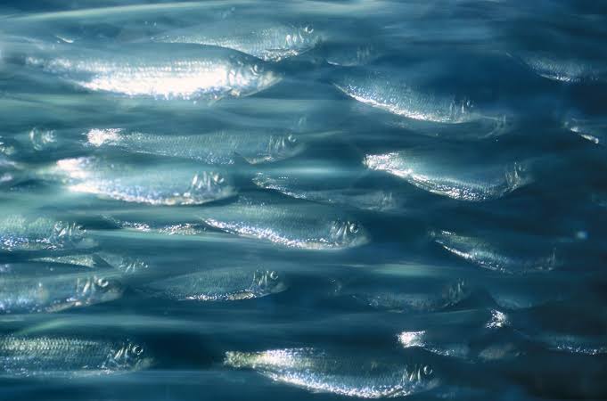 Atlantic herring | Fishery, Size, Life Cycle, & Facts | Britannica