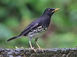 Japanese Thrush Turdus Cardis By Hiyashi Haka Colorful Birds Bird Birds