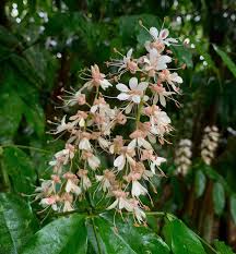 Image result for Clerodendrum umbellatum