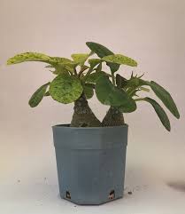 Image result for Dorstenia dinklagei