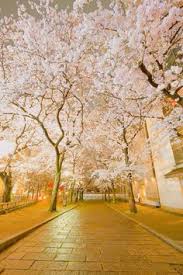 Rin kenapalah aku ni malang sangat. 55 Bunga Sakura Ideas Scenery Beautiful Nature Beautiful Places