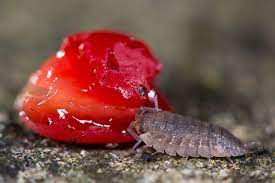 Porcellio scabe = das unsaubere schweinchen) gehört zu den krebstieren und ist weltweit. Hausmittel Gegen Kellerasseln Was Hilft Wirklich Plantura