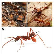 Image result for Anthericopsis