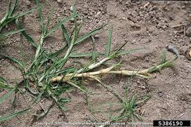 Image result for Cenchrus clandestinus