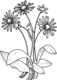Beautiful summer aster coloring sheets. A Is For Aster Flower Coloring Pages Bulk Color