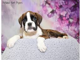 I have 5 boxer puppies.about 4 weeks old.will be ready to leave january 4th.4 males.1 female.2 flashy fawns.3 sealed brindles.tails and dewclaws done.will have. Boxer Puppies Petland Fort Myers Florida