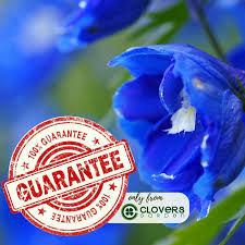 Image result for Delphinium leroyi