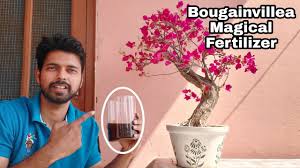 And truly speaking you don't need a magic formula to produce more blooms. Use This Magic Fertilizer For Bougainvillea Flowering Get 10x Flowering On Bougainvillea Youtube