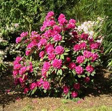 Rhododendron In 2020 Rhododendron Shade Garden Garden