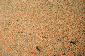 The fairy circles of namibia have been a mystery to scientists for over 40 years. Fairy Circles In Namibia All Facts About The Natural Phenomenon