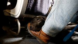 Check spelling or type a new query. Pet Food Recall Is Expanded After 70 Dogs Die The New York Times