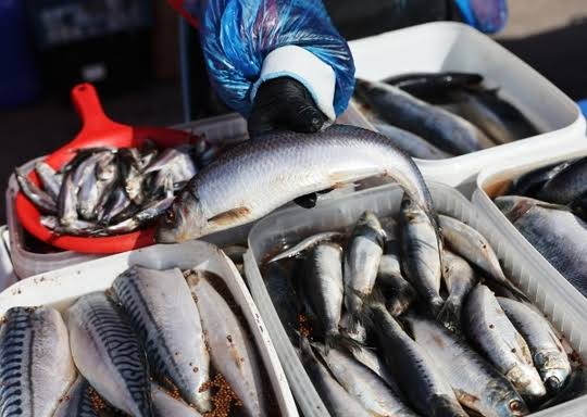 Selection of fresh seafood including fish and shellfish
