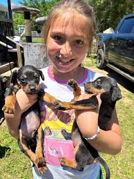 Puppies need foster homes in California