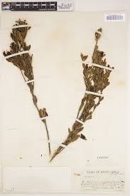 Image result for Montinia