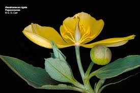 Image result for Papaveraceae