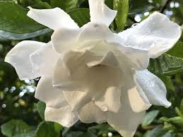 Gardenia plants will not bloom unless all of their light, water, fertilizer, and soil requirements are met. How To Plant Grow And Care For Gardenia Flower Successfully Florgeous