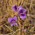 Image result for Vigna frutescens