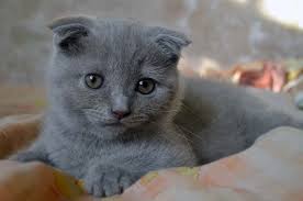 Gri Renkleriyle One Cikan 8 Farkli Kedi Irki