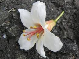 Image result for Vernicia montana