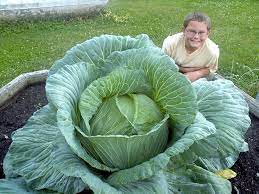 How To Grow A Gigantic Cabbage Bonnie Plants