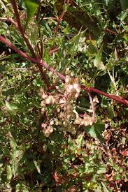 Image result for Rumex sagittatus