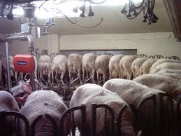 Www com math cow sheep 240 and goat camel 500 and cow goat 215 and sheep goat 455 then how many camel. Sheep Milk Wikipedia