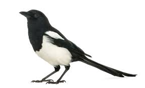 The female tends to the interior, forming a mud cup and lining it with grass. Magpie Definition Und Bedeutung Collins Worterbuch