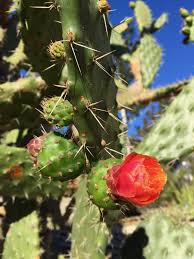 Image result for Rotheca aurantiaca