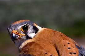 English course ¡todo lo que necesitas del inglés en una app! Cernicalo En Chile