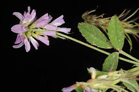 Image result for Trigonella anguina