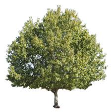 Even in cases of emergency our highly trained and skilled tree removal experts can be dispatched to help take care of the tree as soon as possible. Arbor Experts Tree Care Services In Dayton Centerville