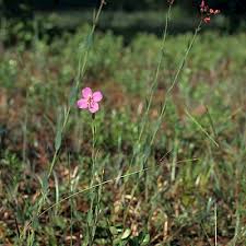 Image result for Salacia rhodesiaca