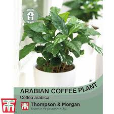 As part of our values, top of the mornin coffee is proud to be partnered with the feya foundation; Buy An Arabian Coffee Plant Online