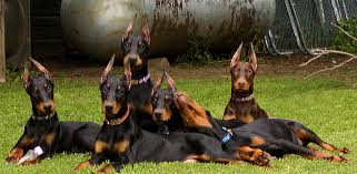 Favorite this post jun 18 akc doberman puppies pic hide this posting restore restore this posting. Breeder Spotlight Kansa Dobermans Betterbred Com