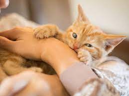 Maybe you would like to learn more about one of these? Reasons Why Kittens Scratch And Bite And How To Stop It