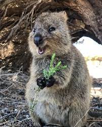 Quokkas Always Have The Munchies Rottnestislandwa Quokka Landscape Perthlife Lovemyperth Amazing B Animals Beautiful Happy Animals Australian Animals