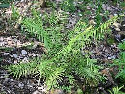 Image result for Pteris friesii