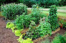 How to build a food garden. Raised Bed Garden From A Z What To Know Joe Gardener