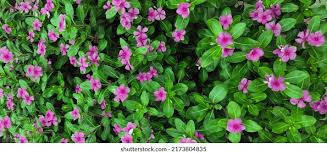 Image result for Ruspolia seticalyx