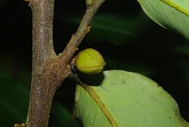 Image result for Polyceratocarpus