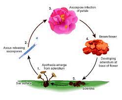 The camellia flower in native to japan ad china and has been part of their cultures for thousands of years. Petal Blight Of Camellia