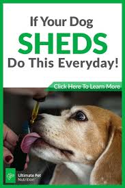 Pin By Joyce Zavaleta On Cool Ideas Dog Shedding Dogs Dog Care