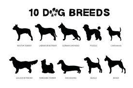 sobachi porody porody sobak sobaki