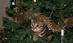 We have a wide selection of cat bell collars in different styles, colors and materials to keep your kitty safe, looking good and let you know when they're on the move. Top 10 Christmas Cat Collars Of 2021