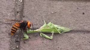 Il calabrone asiatico appartiene al numero degli insetti più grandi, che può generare un vero panico in una persona. Un Cga Calabrone Gigante Asiatico Ordina Una Mantide Religiosa Come Big Mac Youtube