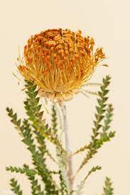 Download Premium Image Of Orange Pincushion Protea Flower 2273490 Protea Flower Australian Flowers Yellow Rose Flower