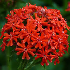 Divine love governing the world. Burning Love Lychnis Seeds Urban Farmer