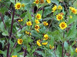 Image result for Bidens baumii