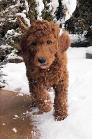 A golden retriever will quickly become a wonderful hunting partner and an adored member of your family. Irish Doodle Puppies For Sale Experienced Irish Doodle Breeder